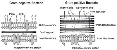 Membrane Active Antimicrobial Peptides: Translating Mechanistic Insights to Design